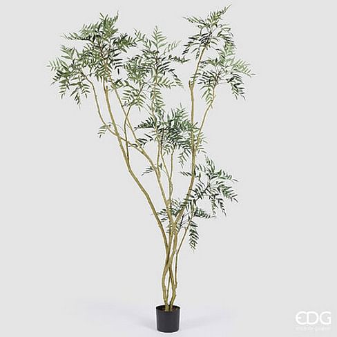 Магония Форчуна EDG Enzo De Gasperi Арт.2300308A772