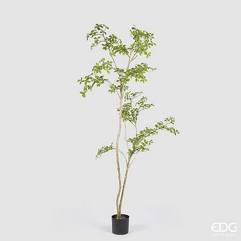 Буцида Буцерас EDG Enzo De Gasperi Арт.2300309A771