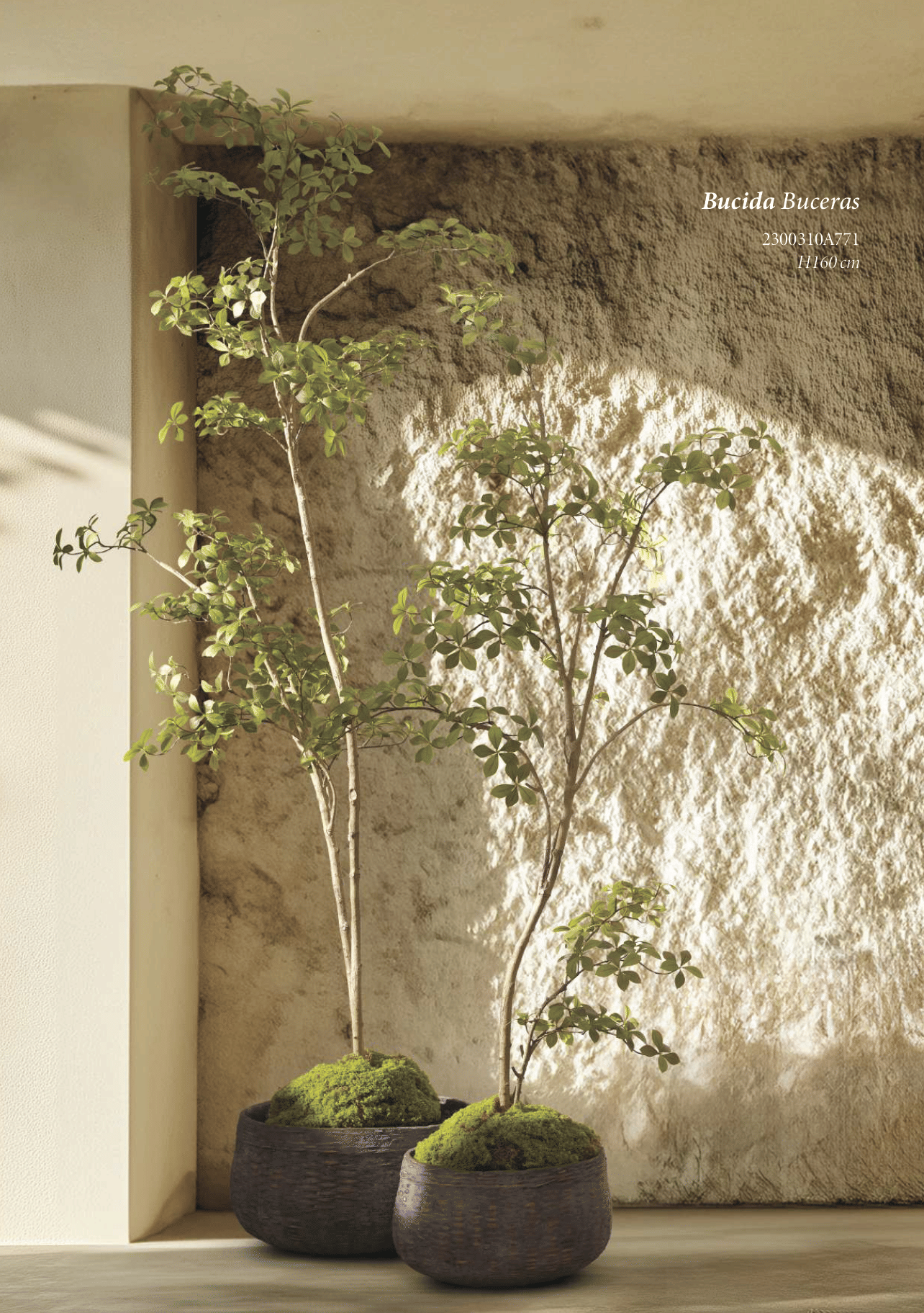 Буцида Буцерас EDG Enzo De Gasperi Арт.2300310A771