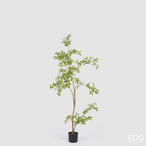 Буцида Буцерас EDG Enzo De Gasperi Арт.2300310A771