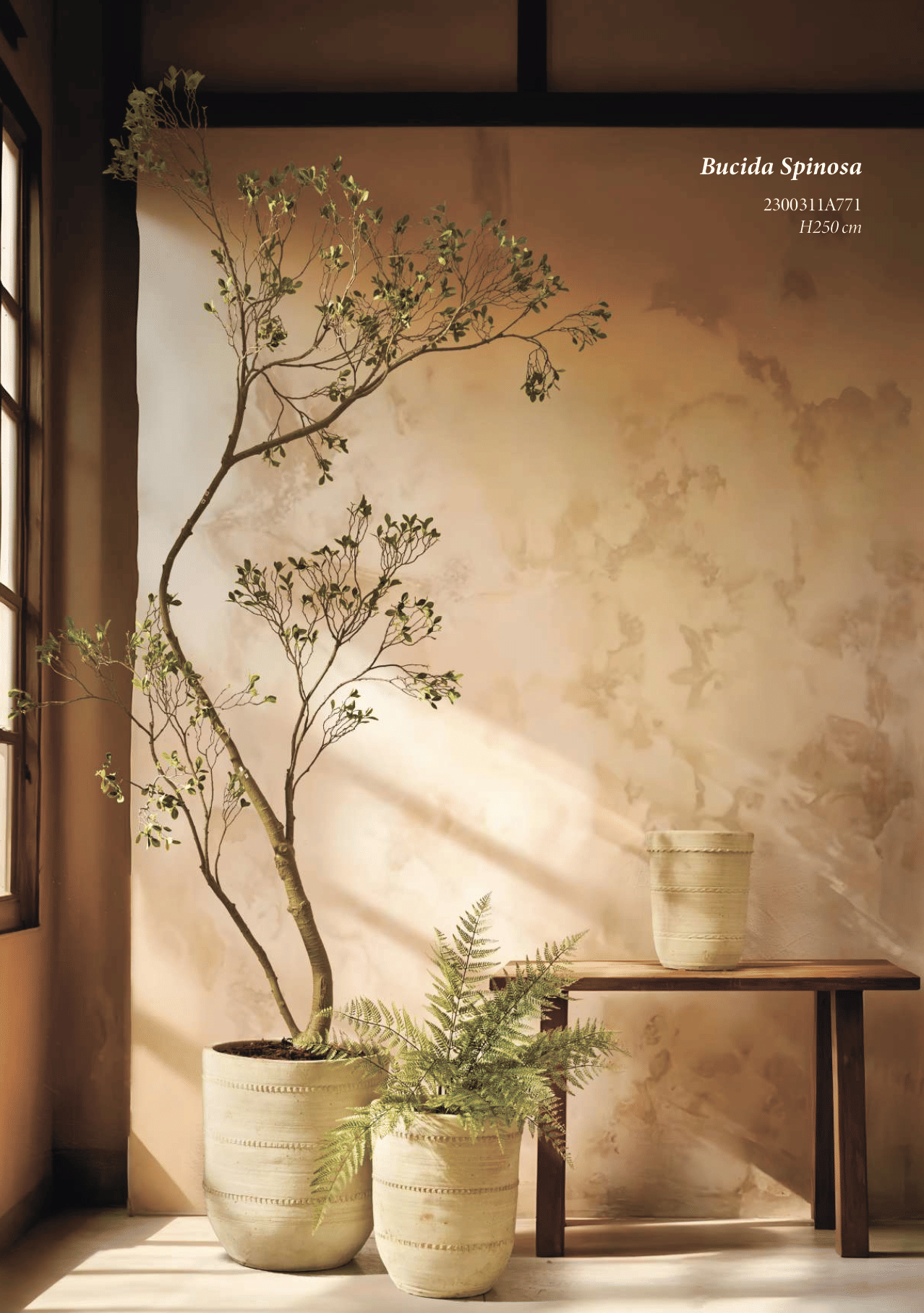 Буцида Буцерас EDG Enzo De Gasperi Арт.2300311A771