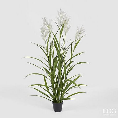 Овсяница EDG Enzo De Gasperi Арт.2300342A170