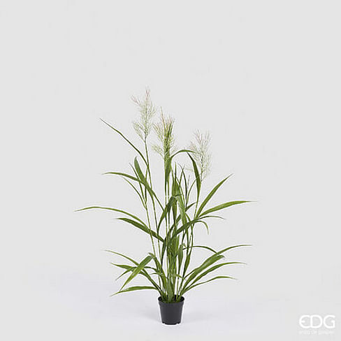 Овсяница EDG Enzo De Gasperi Арт.2300341A170