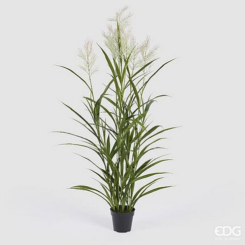 Овсяница EDG Enzo De Gasperi Арт.2300343A170