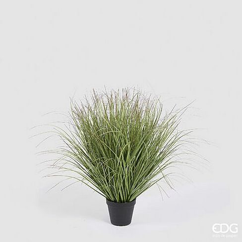Овсяница EDG Enzo De Gasperi Арт.2300344A700