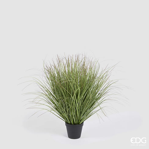 Овсяница EDG Enzo De Gasperi Арт.2300344A700