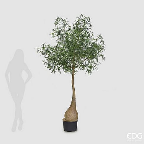 Брахихитон EDG Enzo De Gasperi Арт.2300397A700