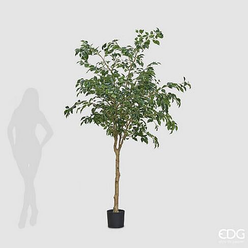 Фикус Бенджамина EDG Enzo De Gasperi Арт.2300398A700