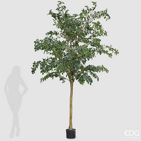 Фикус Бенджамина EDG Enzo De Gasperi Арт.2300400A700