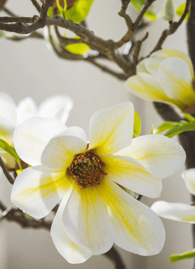 Магнолия EDG Enzo De Gasperi Арт.2100423A221