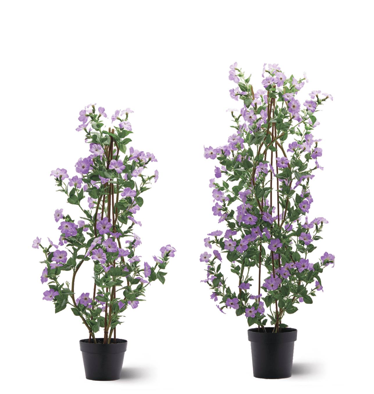 Петуния EDG Enzo De Gasperi Арт.2100454A665