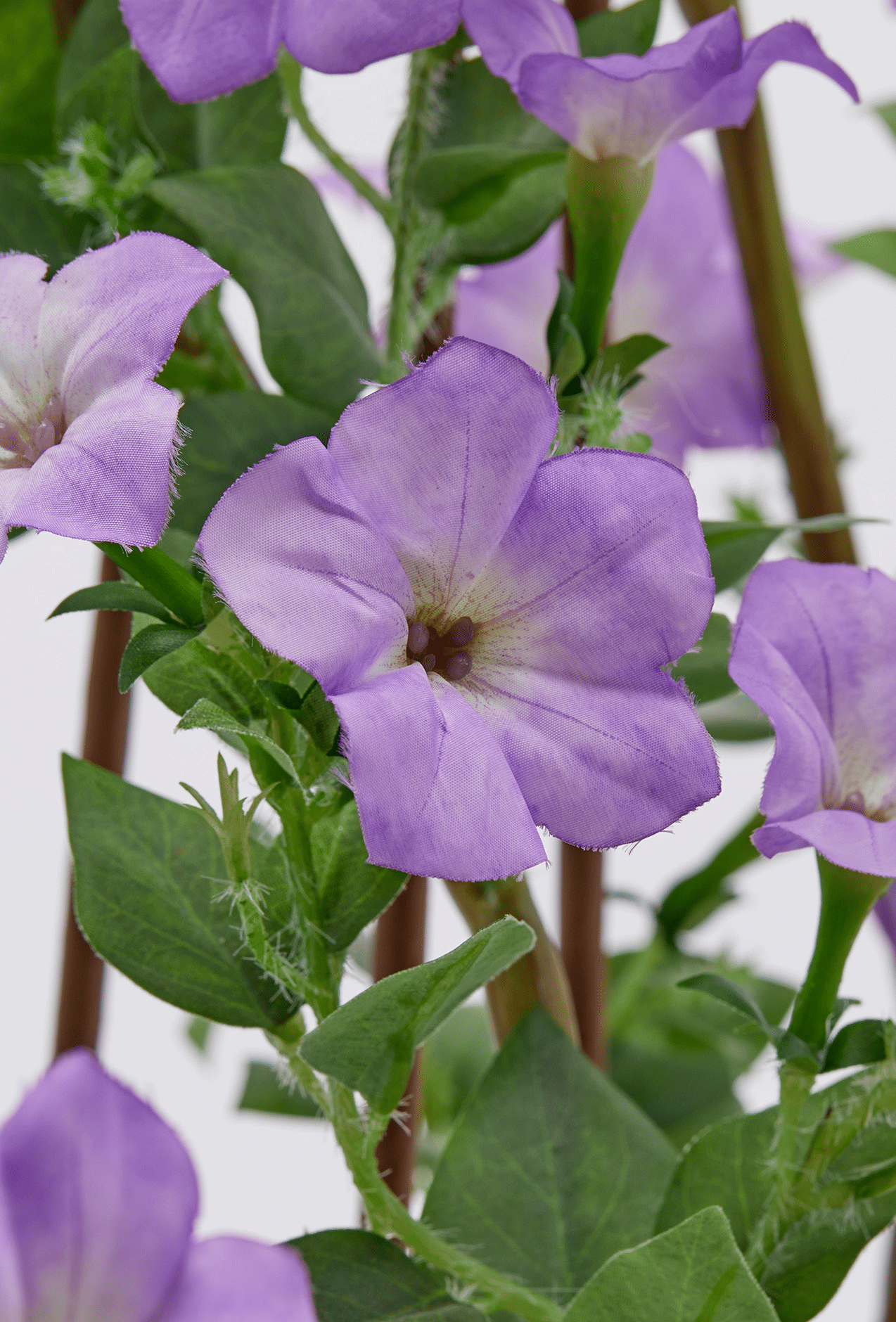 Петуния EDG Enzo De Gasperi Арт.2100454A665