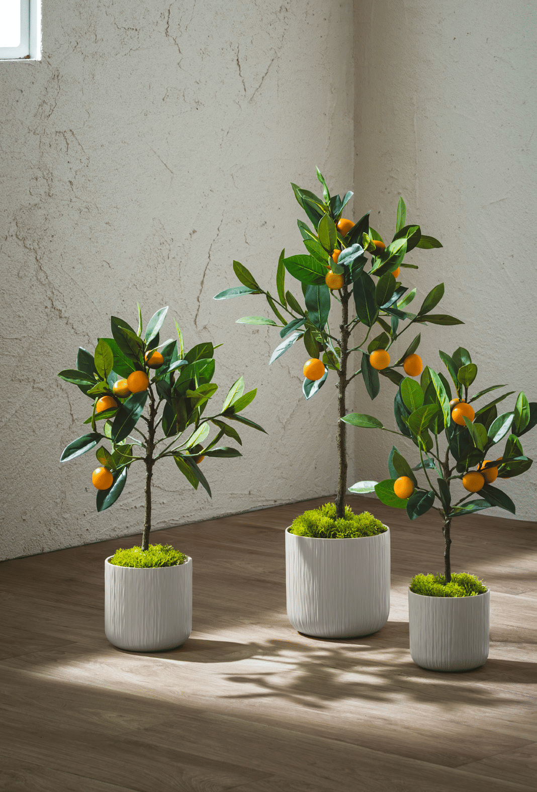 ​Мандариновое дерево EDG Enzo De Gasperi Арт.2500009A799