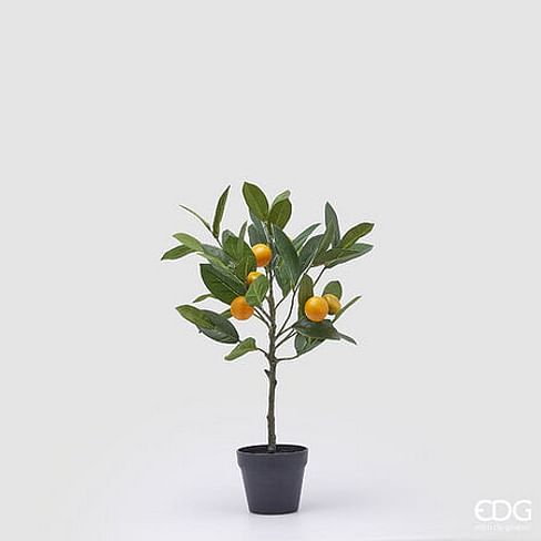 Мандариновое дерево EDG Enzo De Gasperi Арт.2500009A799