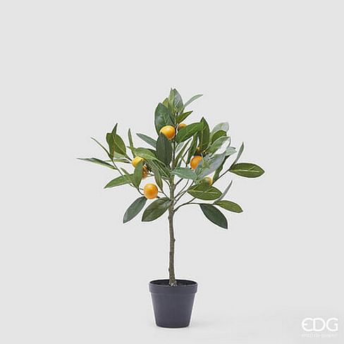 Мандариновое дерево EDG Enzo De Gasperi Арт.2500010A799