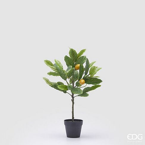 Лимонное дерево EDG Enzo De Gasperi Арт.2500008A799