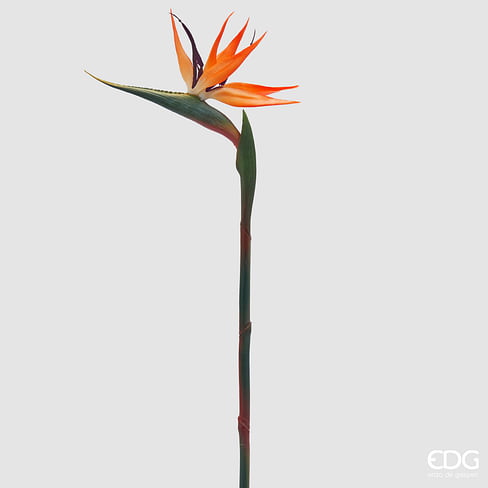 Стрелиция EDG Enzo De Gasperi Арт.2100418A399