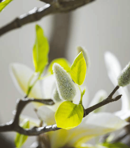 Магнолия EDG Enzo De Gasperi Арт.2100421A221