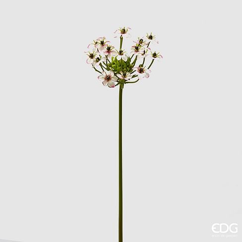 Орнитогалум EDG Enzo De Gasperi Арт.215003,540