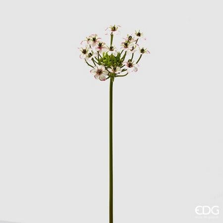 Орнитогалум EDG Enzo De Gasperi Арт.215003,540