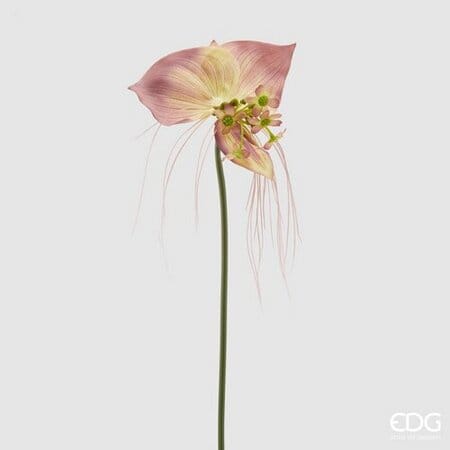 Такка цельнолистная EDG Enzo De Gasperi Арт.215667,750