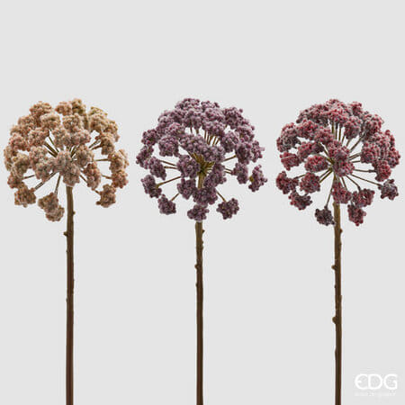 Красивоплодник EDG Enzo De Gasperi Арт.216187,540