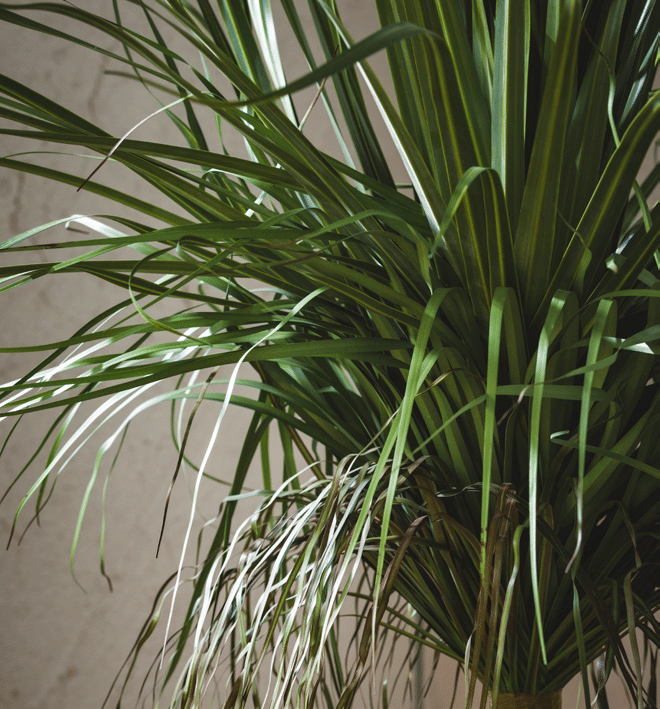 Бокарнея EDG Enzo De Gasperi Арт.2300294A700