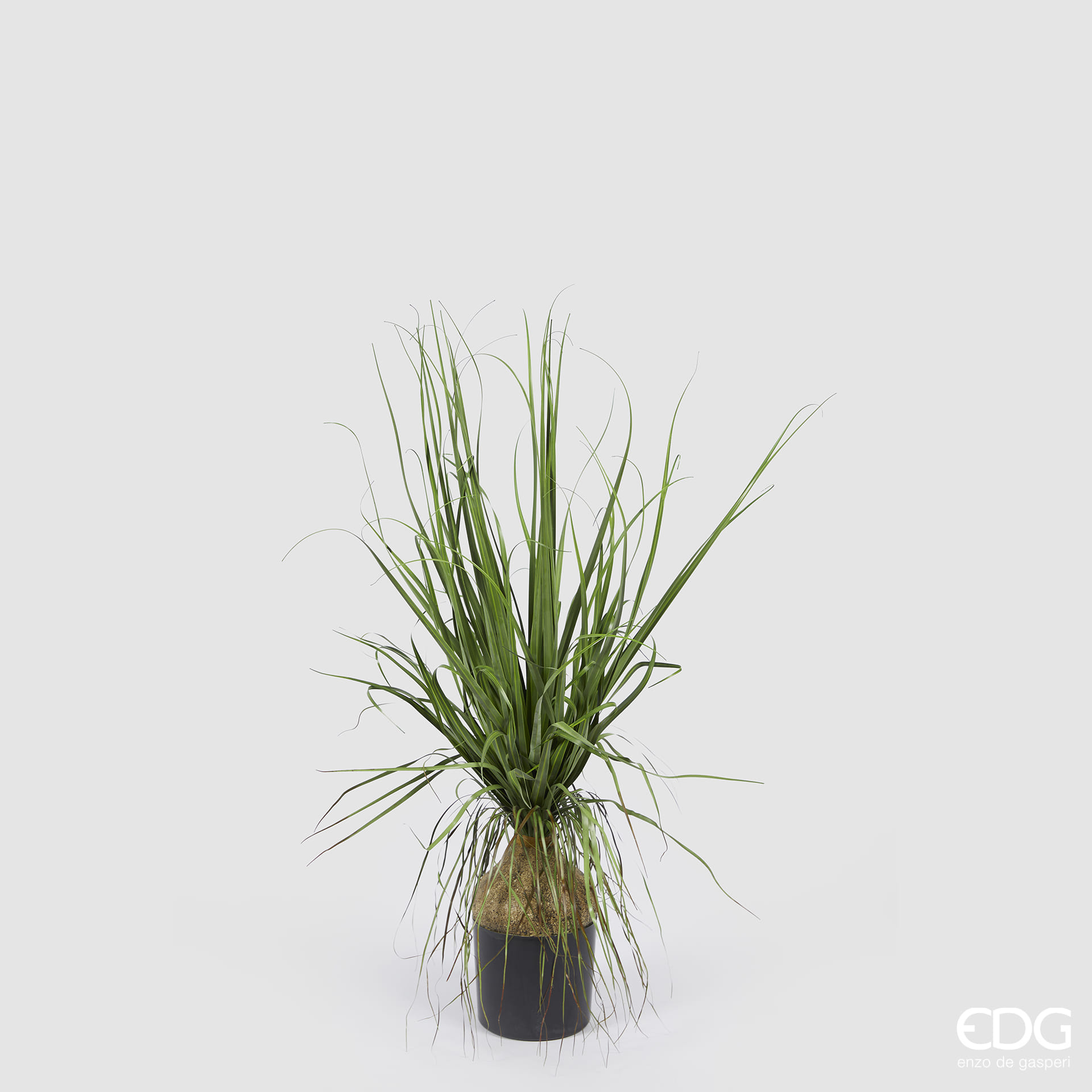 Бокарнея EDG Enzo De Gasperi Арт.2300294A700