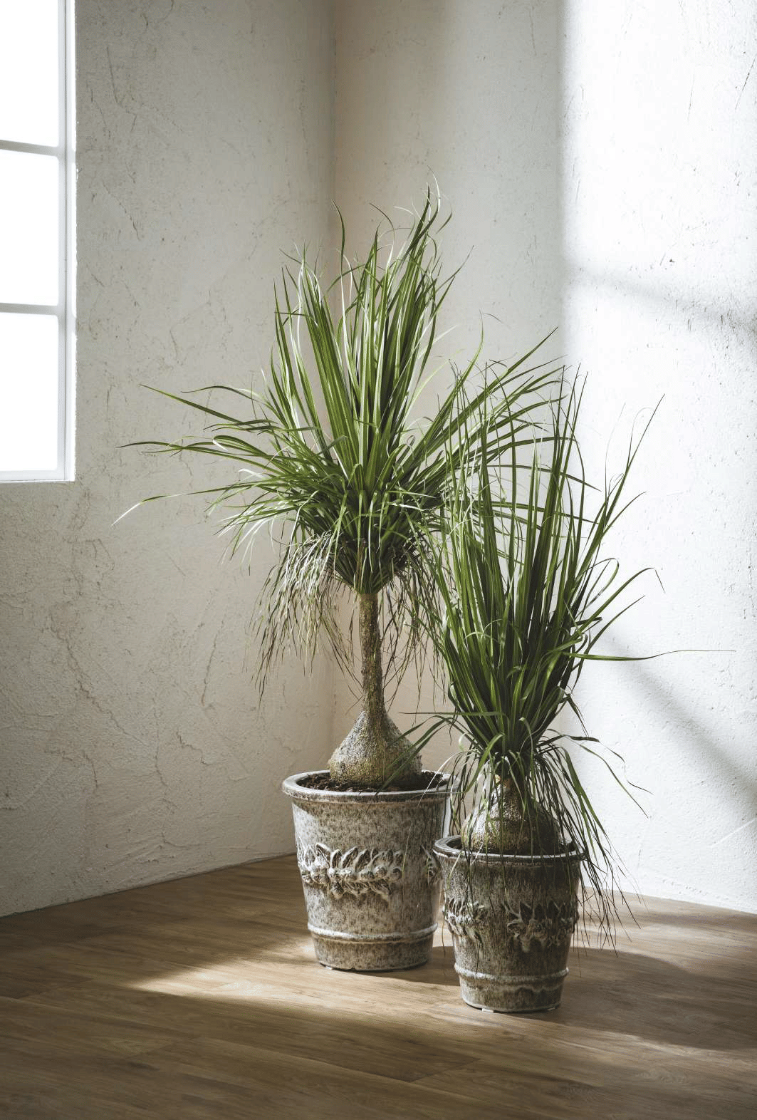 Бокарнея EDG Enzo De Gasperi Арт.2300294A700