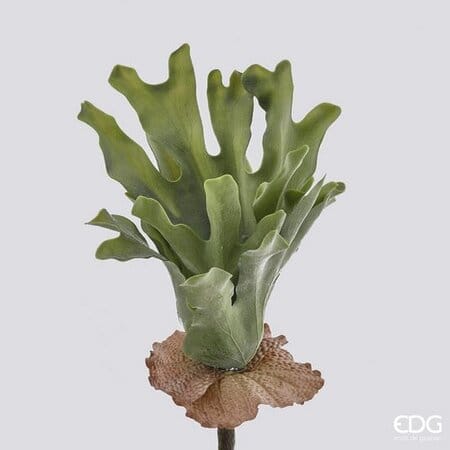 Платицериум EDG Enzo De Gasperi Арт.231888,710