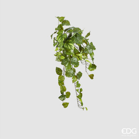 Сингониум EDG Enzo De Gasperi Арт.232049,700