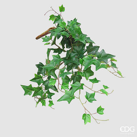 Плющ EDG Enzo De Gasperi Арт.232761,700