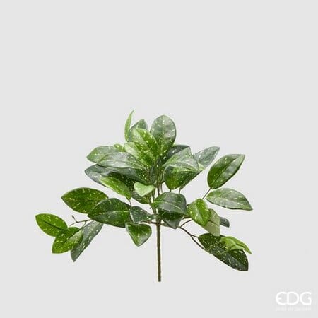 Хойя EDG Enzo De Gasperi Арт.232795,780