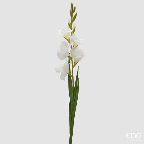 Гладиолус EDG Enzo De Gasperi Арт.2100529A100