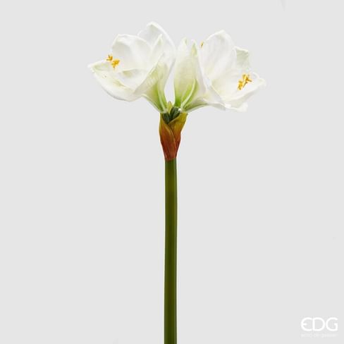 Амариллис EDG Enzo De Gasperi Арт.214609,170