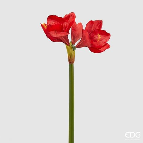 Амариллис EDG Enzo De Gasperi Арт.214609,400