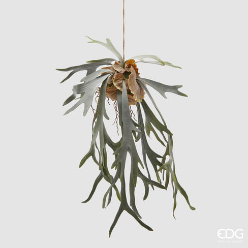 Платицериум EDG Enzo De Gasperi Арт.2300033A700