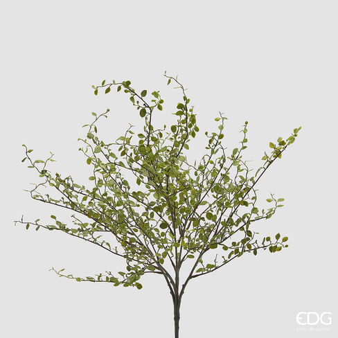 Мюленбекия EDG Enzo De Gasperi Арт.2300334A700
