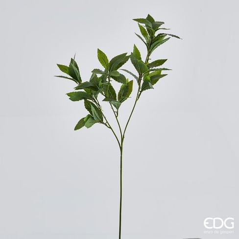 Лавр EDG Enzo De Gasperi Арт.231705,700