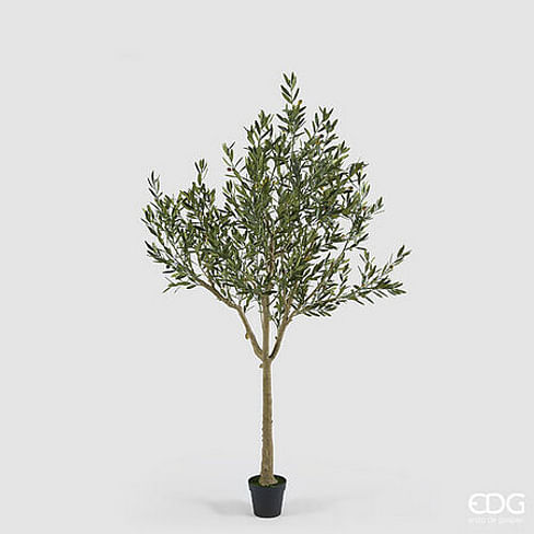 Оливковое дерево EDG Enzo De Gasperi Арт.2300453A700