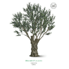 Оливковое дерево EDG Enzo De Gasperi Арт.2300452A700