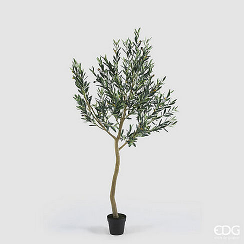 Оливковое дерево EDG Enzo De Gasperi Арт.2300454A700