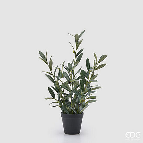 Оливковое дерево EDG Enzo De Gasperi Арт.2300501A700
