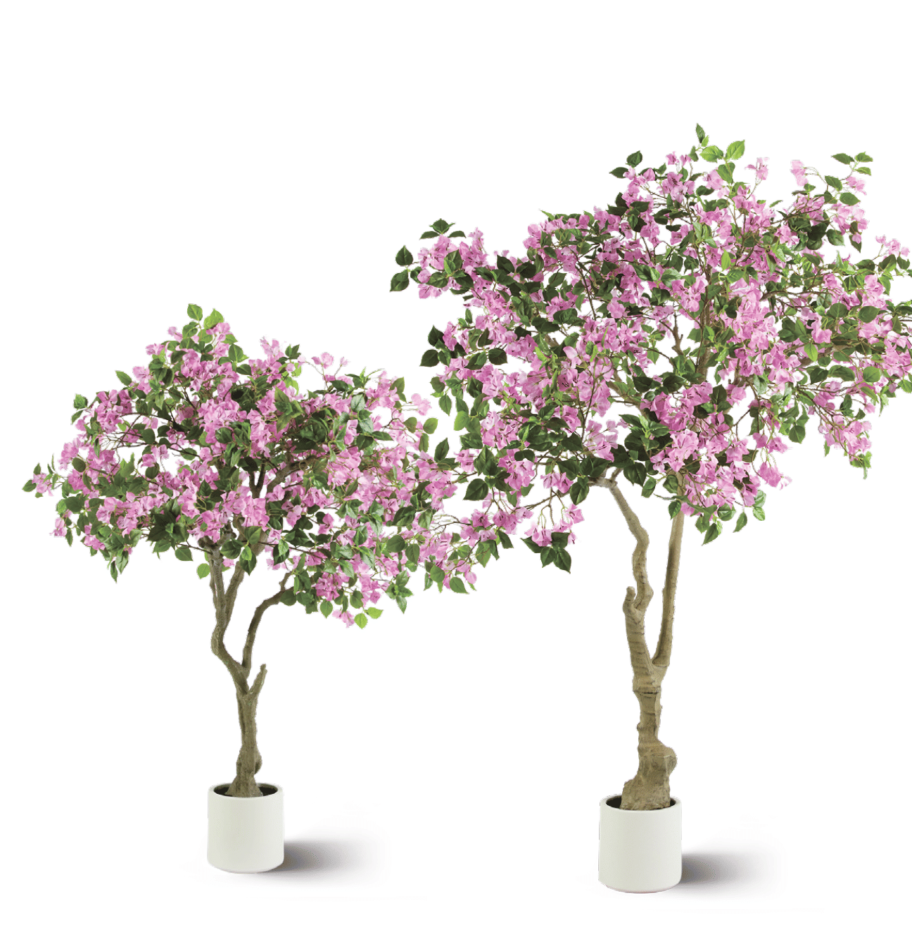 Бугенвиллия EDG Enzo De Gasperi Арт.2100590A663