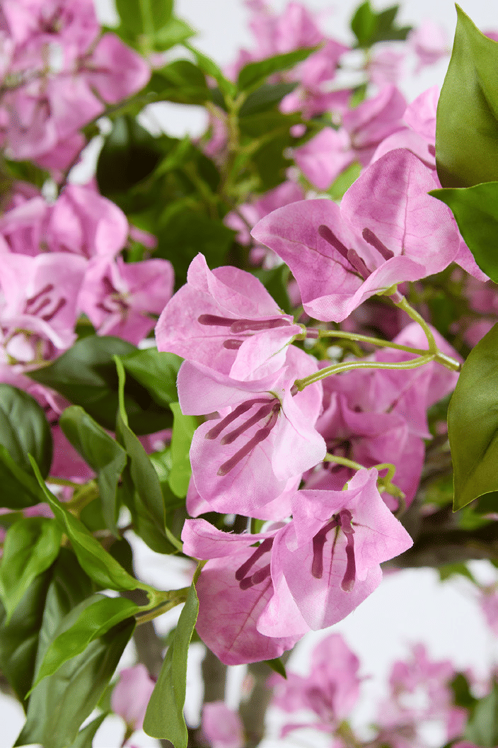 Бугенвиллия EDG Enzo De Gasperi Арт.2100590A663