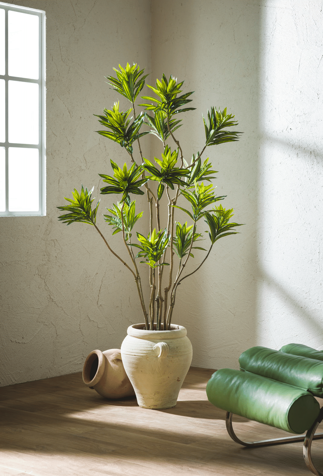 Драцена EDG Enzo De Gasperi Арт.2300190A700