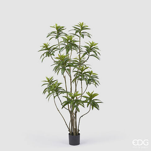 Драцена EDG Enzo De Gasperi Арт.2300190A700