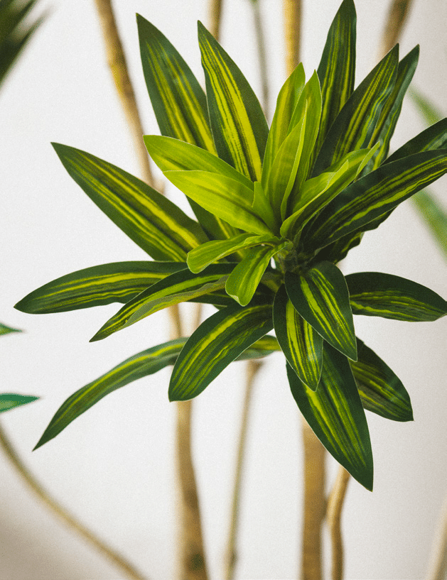 Драцена EDG Enzo De Gasperi Арт.2300190A700