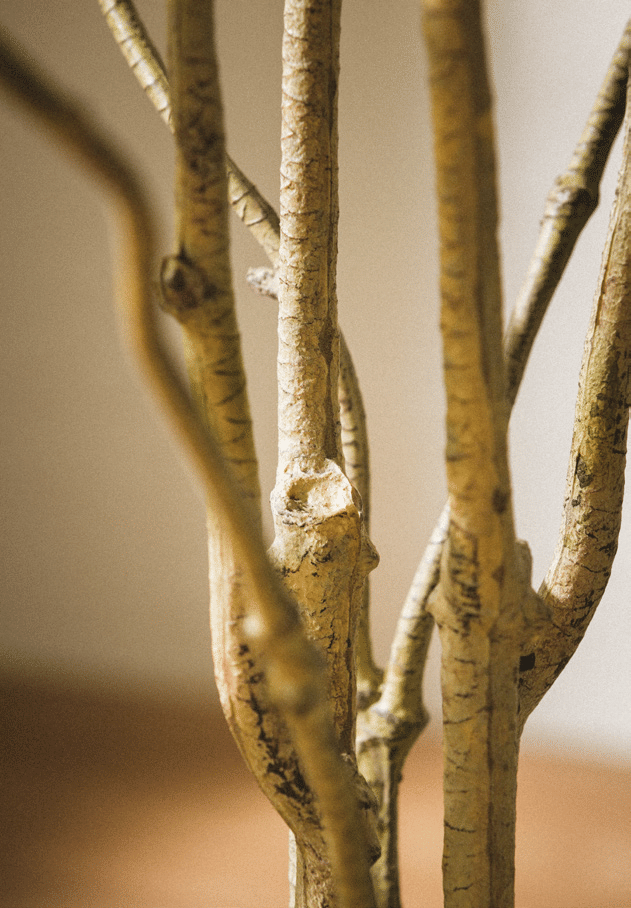 Драцена EDG Enzo De Gasperi Арт.2300190A700