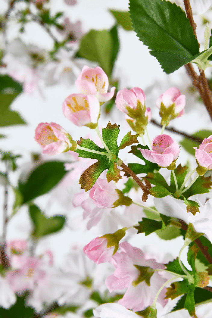 Яблоня EDG Enzo De Gasperi Арт.2100642A150